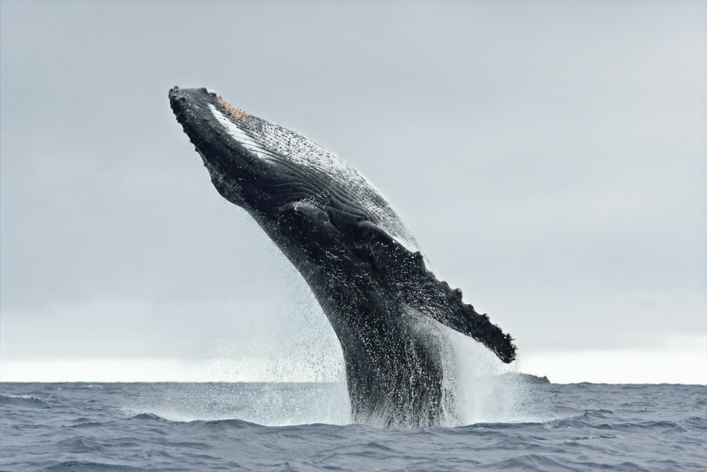 Safari de Orcas y Auroras — Skjervøy