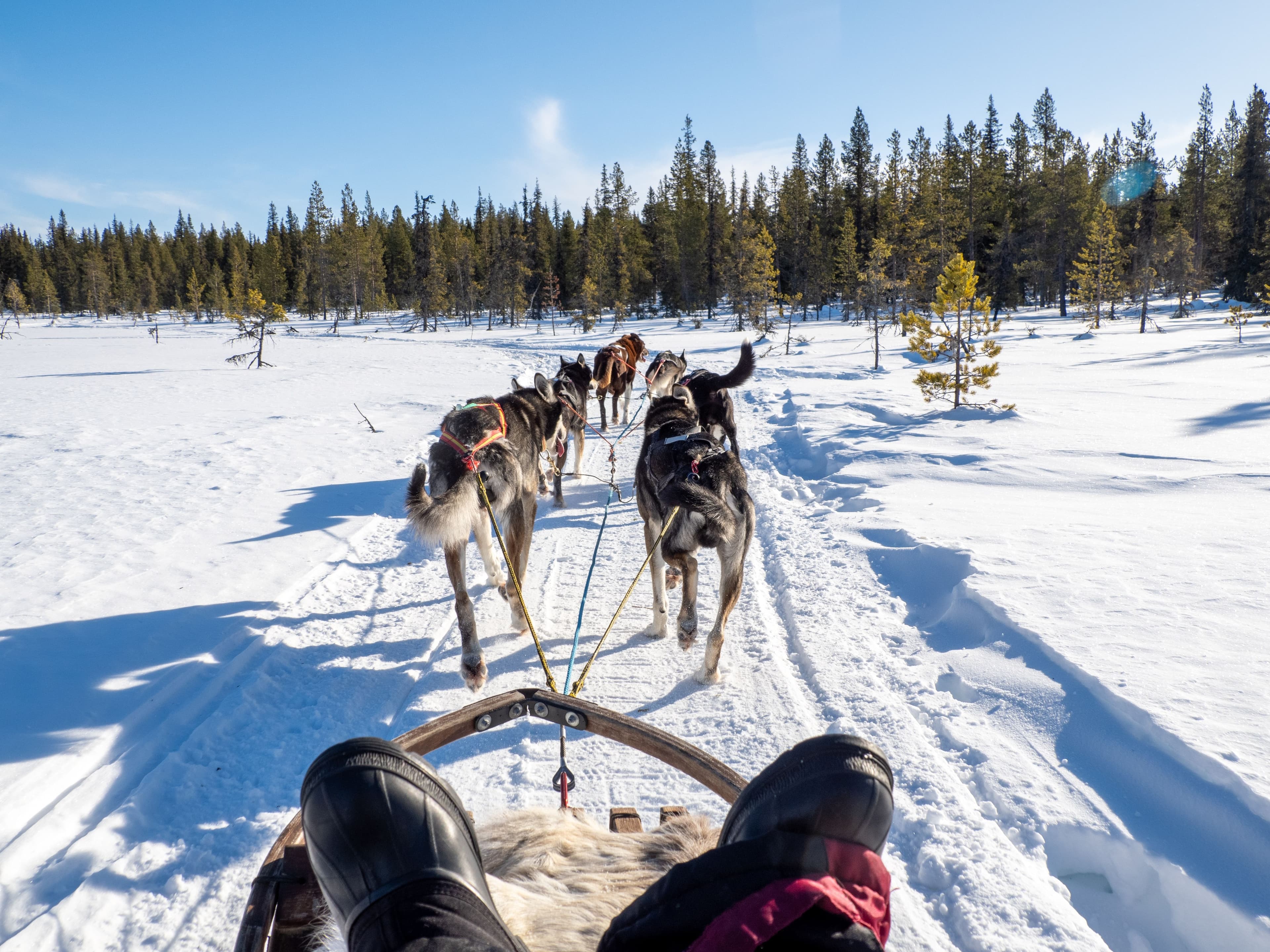 Trineo de huskies bajo las auroras boreales en Laponia
